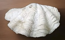 Mördermuschel Tridacna Maxima