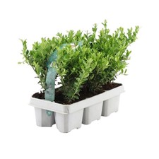 Stechpalme pflanzen winterhart - stechpalme,