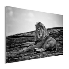 Wandbild LIEGENDER LÖWE 60x90