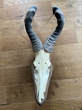 Antilope Trophäe Afrika Geweih