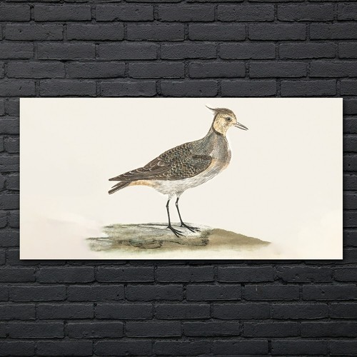 Malerei tier vogel - malerei, kunst