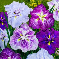 Schwertlilien Winterhart - Iris Blumenzwiebeln - Ensata - 5 Stück - Mehrfarbig