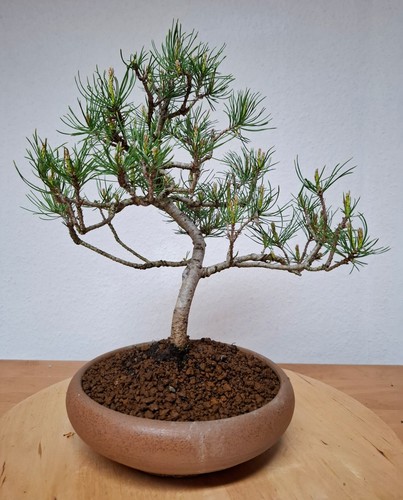 Bonsai bergkiefer - bonsai,