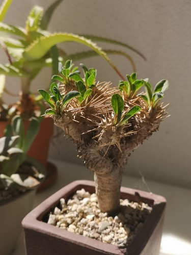 Euphorbia guillauminiana - , –