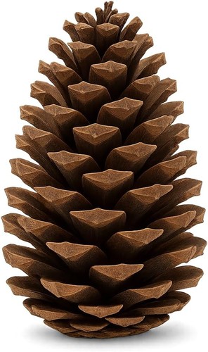 Nadeco pinus maritima - pinus, 14-18cm