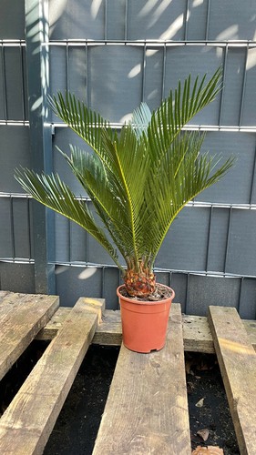 Cycas revoluta japanischer - cycas,