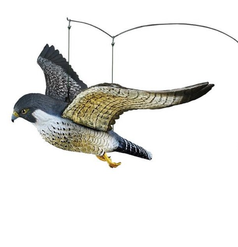 Fliegender wanderfalke zur - fliegender,