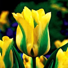 Tulpen Blumenzwiebeln Zwiebeln