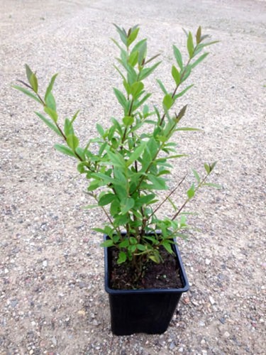 Liguster topf 40cm - im, 30-40cm,