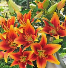 Winterharte riesen lilien - winterharte, riesen-lilien