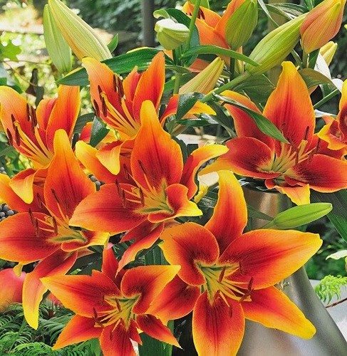 Winterharte riesen lilien - winterharte, riesen-lilien