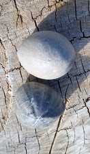 Seeigel Duo von Höver,Kreide