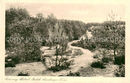 Lueneburger heide heideweg - heide,