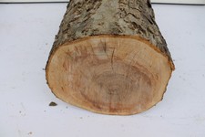 Apfelholzholz Apfelholzstamm #