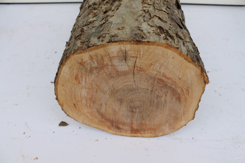 Apfelholzholz apfelholzstamm - apfelholzstamm, #