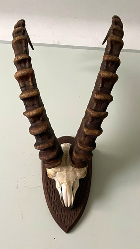 Alte jagdtrophäe steinbock - jagdtrophäe,