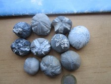 10 versteinerte Seeigel