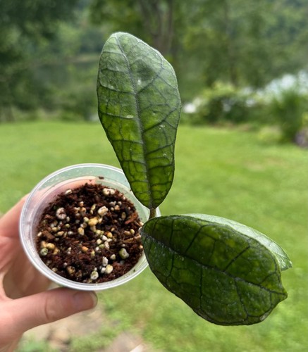 Hoya finlaysonii round - hoya,