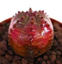 Euphorbia obesa hybrid red - obesa,