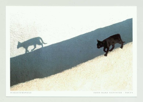 Postkarte katze - ak,