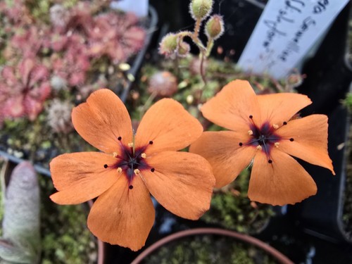 Drosera
