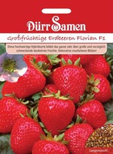 Erdbeeren Samen Erdbeersamen