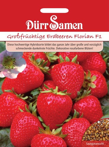 Erdbeeren samen erdbeersamen - erdbeeren,