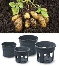 Blumentopf Kartoffelzüchter