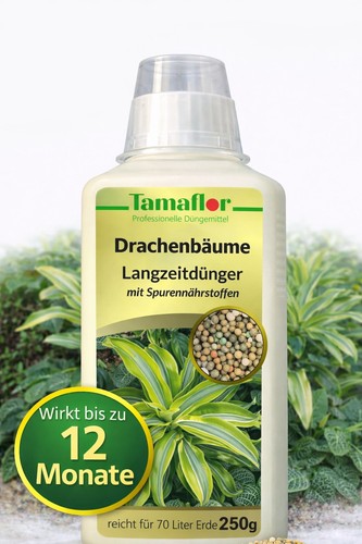 Dünger drachenbaum dracena - drachenbaum,