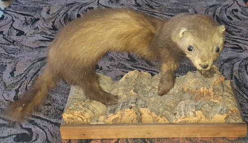 Ausgestopfte tiere - ausgestopfte,