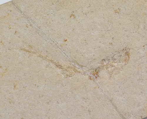 Fisch leptolepis - fisch,,