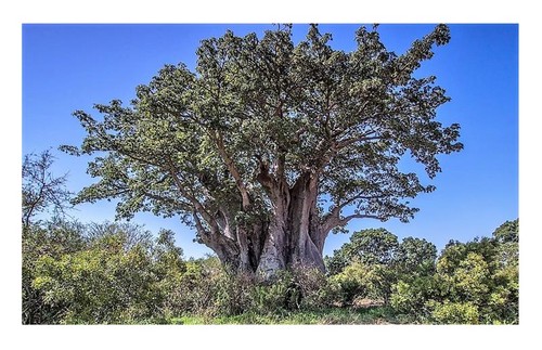 Adansonia digitata riesen - 5x,
