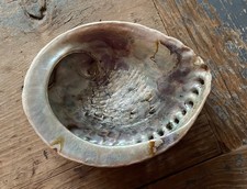 große Paua Abalone Muschel Perlmutt Schale Seeohr Haliotis Schnecke 17 cm