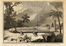 Antiker Druck - Kaiman -