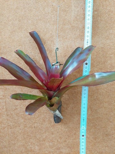 Neoregelia scarlet flame - neoregelia,