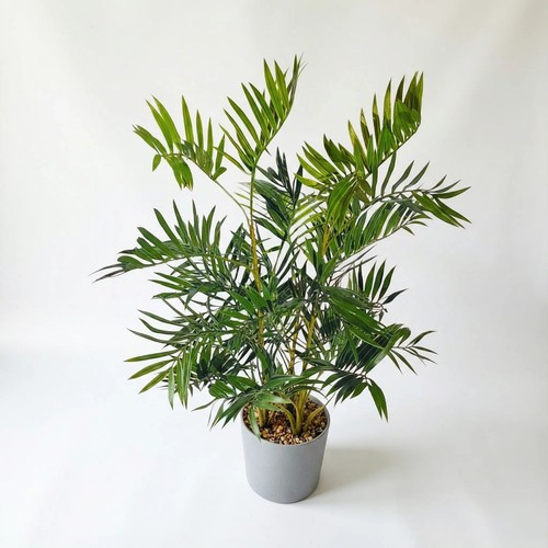 Hst kunstpflanze bergpalme - kunstpflanze, 80