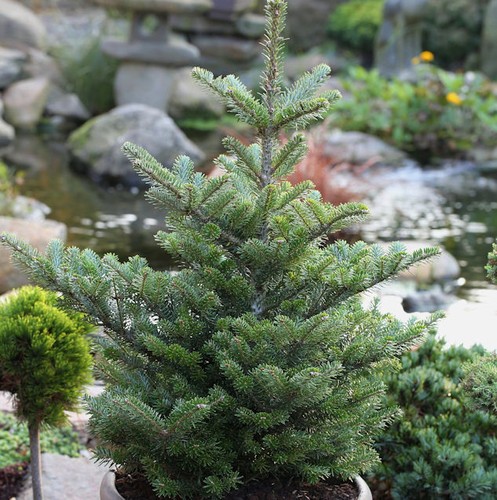 Koreatanne molli 100cm - 80-100cm,