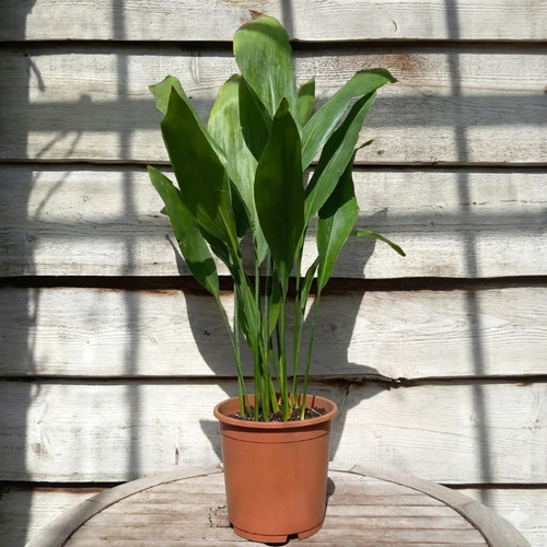 Aspidistra elatior total - elatior,,
