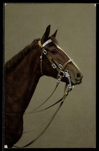 Pferd mit blesse geschirr - pferd,