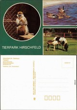 Voigtsgrün Hirschfeld Grüne Meerkatze, Riesenkanadagänse, Shetlandponys 1987