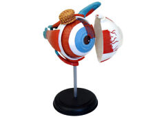 ANATOMIE-MODELL AUGE Augenmodell Lernmodell Mensch Augen Anatomie Lernen °°NEU°°