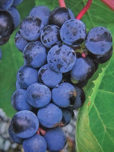 Vitis blaue erdbeertraube - vitis, 'blaue