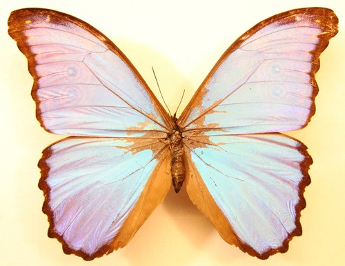 Morpho didius