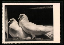 Zwei weiße Zuchttauben im