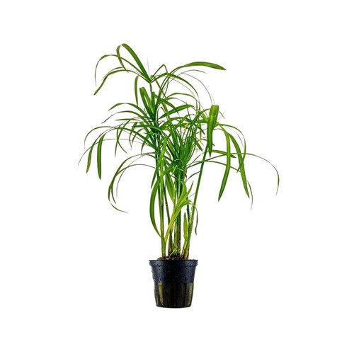 Aquarium pflanze cyperus - aquarium,
