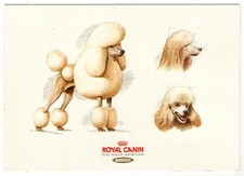 Künstler-AK Hunde, Pudel / Zeichnung, Skizze, Studie (Royal Canin)