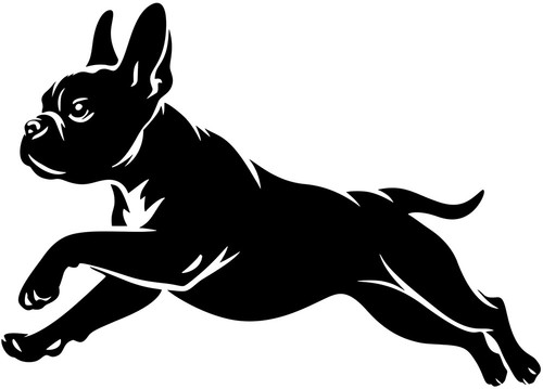 Französische bulldogge - ,