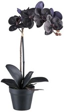 Phalaenopsis 48cm schwarz 7