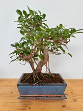 Zimmerbonsai Ficus retusa