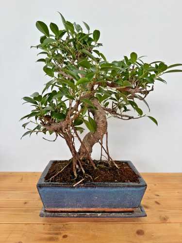 Zimmerbonsai ficus retusa - zimmerbonsai,